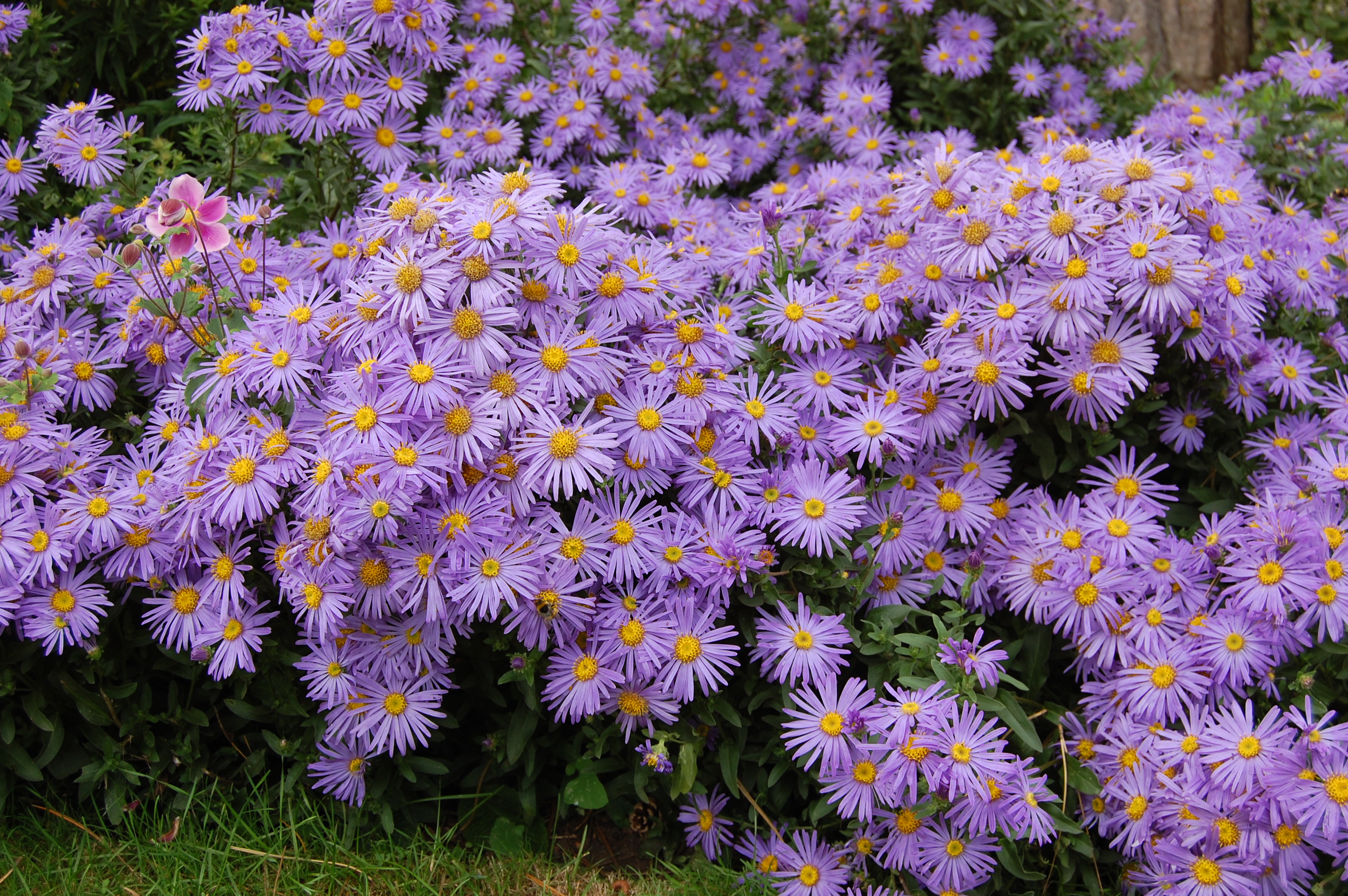 Italian aster